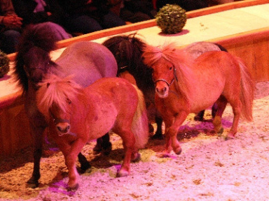 Le Musée vivant du Cheval, les poneys font leur show