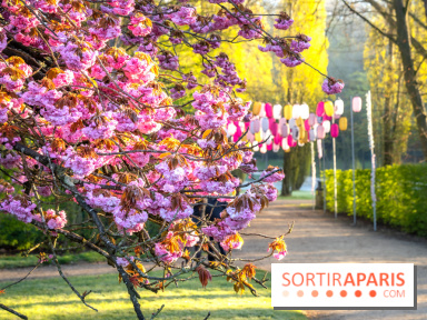 Hanami au Parc de Sceaux 2022, la fête des cerisiers en fleurs