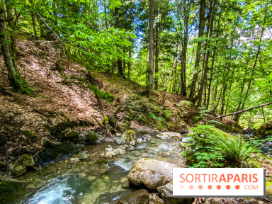 Les Nuits des Forêts 2022, redécouvrez vos forêts !