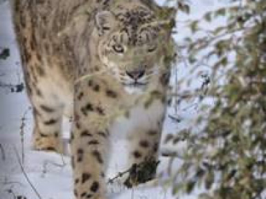 tigre, zoo de thoiry