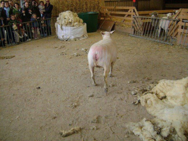 tonte des moutons à la Ferme de paris, 6 mai 2012