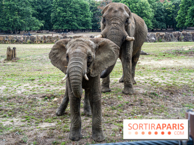 Au Zoo de Thoiry, des Lodges immersifs en Terre d'Afrique, avec vue sur les éléphants, se préparent