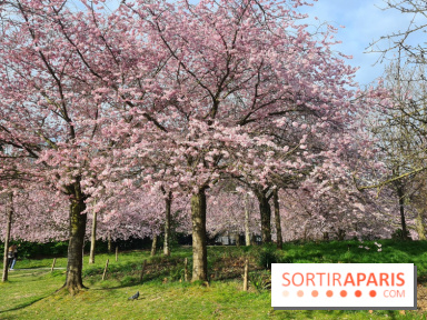 Où voir des cerisiers en fleurs à Paris et en Île-de-France : nos spots coup de cœur !