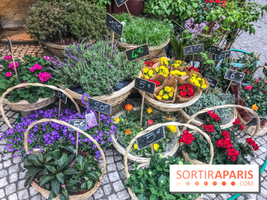 Marché aux plantes et fleurs à Argenteuil 2023: Découvrez la Vallée aux plantes et aux fleurs