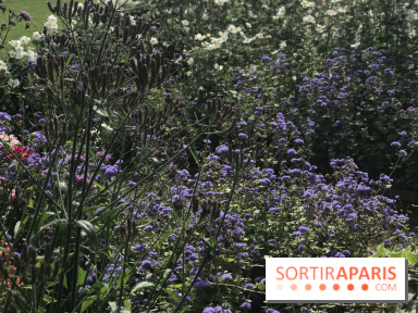 Distribution gratuite de 50.000 sachets de graines à Paris !