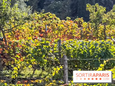 La Fête de la vigne à Suresnes 