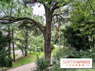 Le Jardin des Plantes cache le plus ancien cèdre du Liban de Paris, histoire insolite