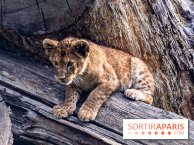 Zoo Safari de Thoiry : les nouveautés à découvrir