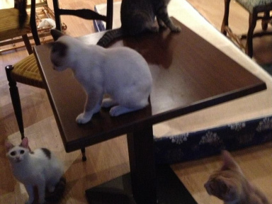 Le Café des chats, le premier bar à chats français à Paris