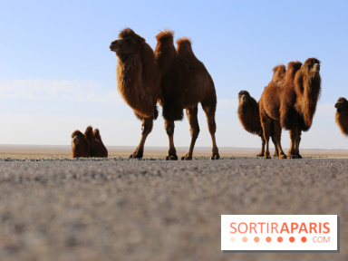 Année mondiale des Camélidés : une parade de dromadaires, chameaux et lamas à Paris
