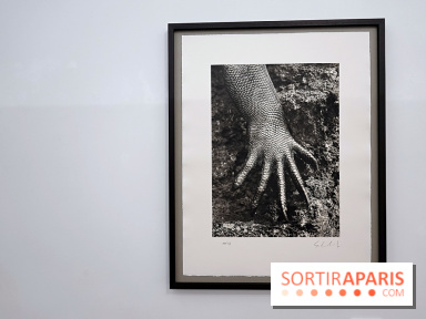 Sebastião Salgado présente son exposition "Genesis Platinum" à la Galerie Polka 