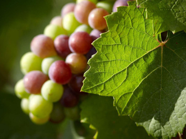 La Fête des Vendanges de Paris