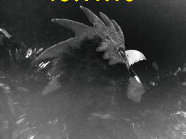 The Shoes en concert à l’Elysée Montmartre de Paris en novembre 2016