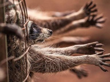 Marche contre la fourrure à Paris le 6 octobre 2018