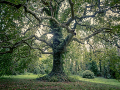 Festival Les Siestes 2019 à Nogent-sur-Marne : le programme des concerts gratuits