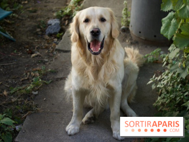 Les parcs, squares et jardins où promener son chien à Paris, avec ou sans laisse 