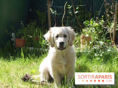 Les parcs, squares et jardins où promener son chien à Paris