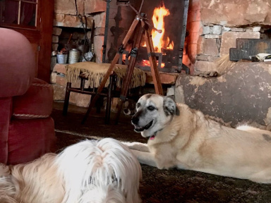 Coronavirus : Neil Young annonce des concerts en live streaming à voir en confinement