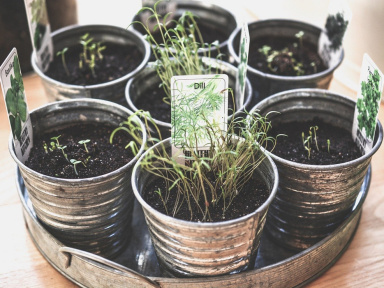 Coronavirus : graines et plants potagers désormais considérés comme des achats de première nécessité