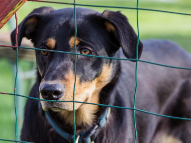 47 personnalités se mobilisent pour soutenir les associations de protection animale