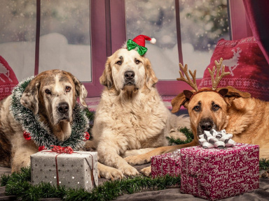 Insolite : écoutez la première chanson de Noël pour chiens