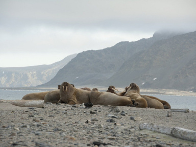 Insolite : WWF recrute des volontaires en télétravail pour compter les morses en Arctique