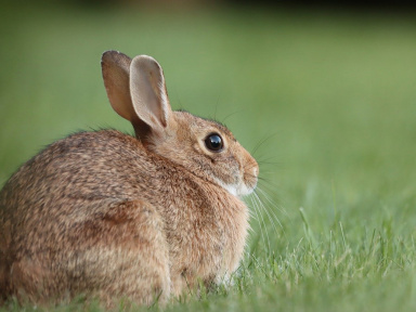 Paris : les lapins de garenne sont désormais libres de gambader aux Invalides