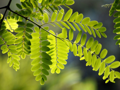 L'arbre de l’année 2022 : voici l'arbre qui représente l’Île-de-France