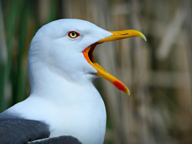 Des cadavres de mouettes découverts le long du canal de l’Ourcq 