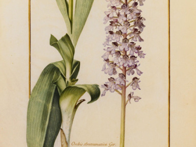 Orchidées sur Vélins au Muséum national d'Histoire naturelle