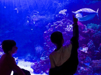 Grand jeu pour le 1er avril à l'Aquarium du Palais de la Porte Dorée