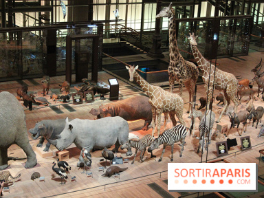 Grande Galerie de l'Evolution - savane