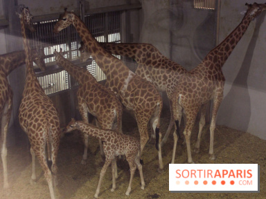 Les girafons du Zoo de Paris