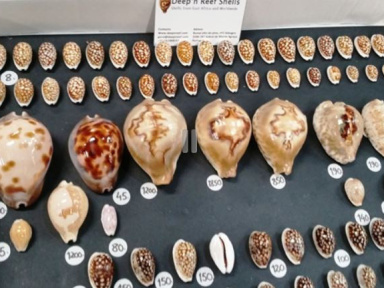 Les Rencontres Internationales du Coquillage 2019 à l'Espace Charenton