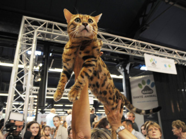 Salon Chiens Chats 2019 - Le salon pour mieux les choisir