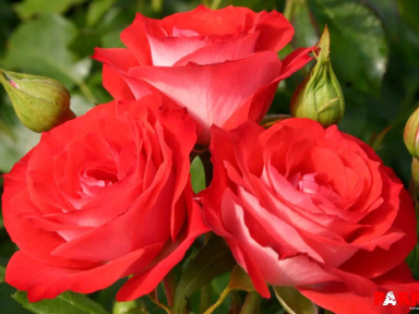 Jardins, Jardin aux Tuileries