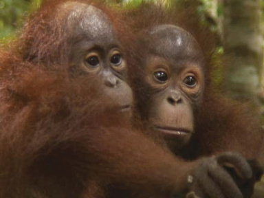 Projection gratuite du documentaire Forêt mouvante