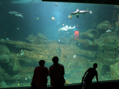 Fête des Pères 2016 : un brunch à l'Aquarium de Paris