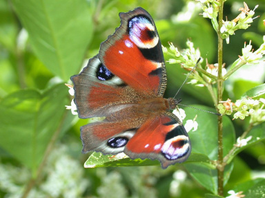 Fête de la Nature : Découverte des papillons à Guiry en Vexin