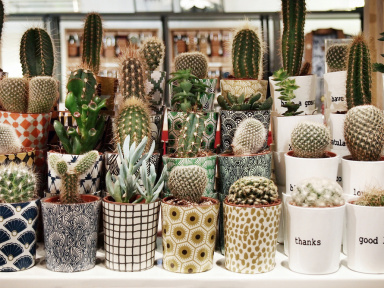 Le bar à plantes de Bobart'