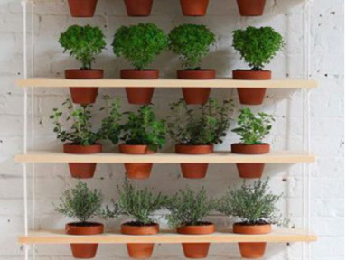 Madeleine & Gustave : troc des plantes