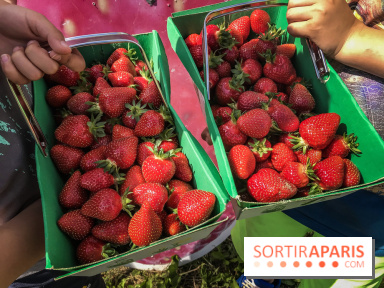 Cueillettes des fraises autour de Paris
