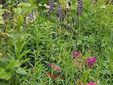 Jardin de Patrick et Roland