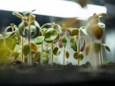 Herbarium, le premier concept-store botanique à découvrir en plein cœur du Marais