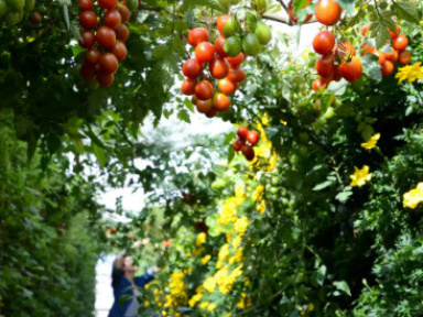 Jardin Perché du BHV Marais
