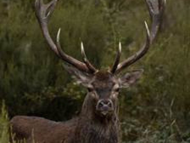 Excursion dans la forêt de Chambord pour le brame des cerfs