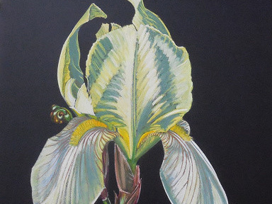 Des iris pour IRIS, l’exposition de Marc Beaulieux à la galerie Popy Arvani