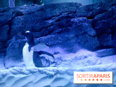 Les Manchots de l'Aquarium Sea Life