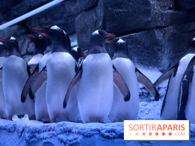 Les Manchots de l'Aquarium Sea Life