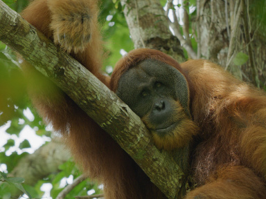 La Vie secrète des orangs-outans : Netflix dévoile les mystères des grands singe de Sumatra